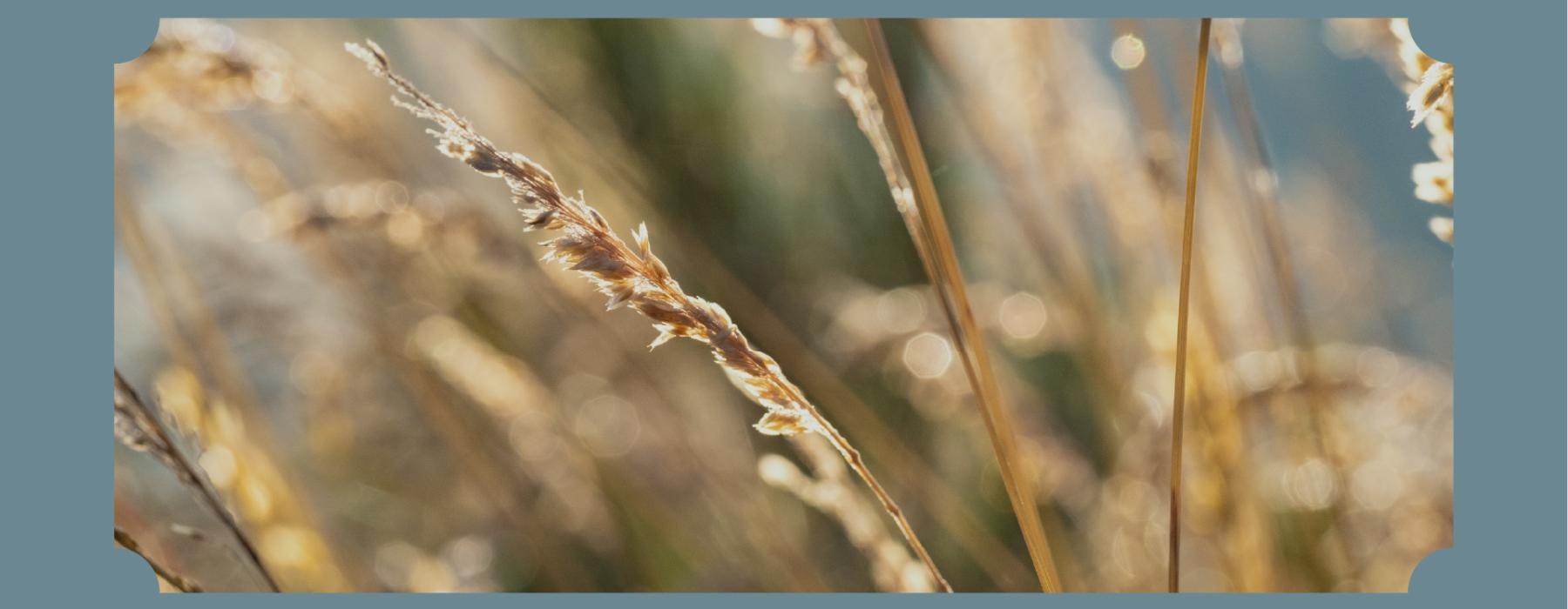 close-up of wheat in a field